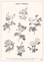 Roses Poster Plakat / 40x50cm