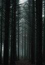 Dark Forest Plakat Plakat / 40x50cm