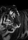 Fierce Tiger Portrait Plakat / 40x50