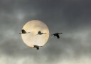 Flying Cranes Sun Plakat / 40x50