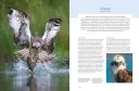 RSPB British Birds of Prey