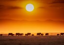 African Sunset Elephants Plakat / 21x30