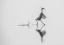 Dancing on the water Plakat Plakat / 50x70cm