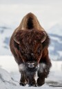 Bison Incoming Plakat Plakat / 70x100cm
