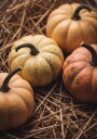 Autumn Harvest Pumpkins Plakat / 30x40