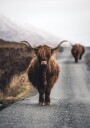 Witold Ziomek Cow Plakat / 40x50cm