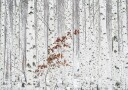 From White Poster Plakat / 40x50cm