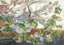 Cherry Blossoms In Spring Plakat Plakat / 21x30cm