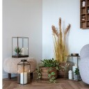 House Nordic Hoya Carnosa 9501006