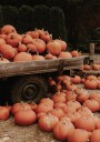 Pumpkin Patch Truck Plakat Plakat / 100x150cm