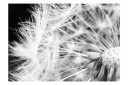 Fototapet Black And White Dandelion 200x140 - Artgeist sp. z o. o.