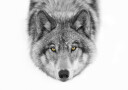 Yellow eyes   Timber Wolf Plakat Plakat / 40x50cm