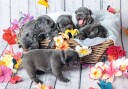 Ravensburger Small Fur Balls 2x12p