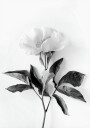 Peony B&W Plakat Plakat / 100x150cm