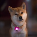 Led Lys Til Halsbånd Selen Til Hund