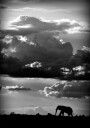 He walks under an African Sky Plakat / 70x100cm