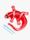 Scout Disseksjonssett Salamander