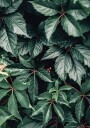 Wild Green Leaves Plakat Plakat / 100x150cm