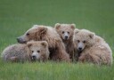 Brown Bear Family Plakat / 21x30