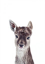 Little Fawn Fiona Plakat Plakat / 100x150cm