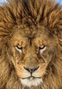 Serious Lion Plakat / 21x30cm