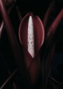 Philodendron Prince Plakat Plakat / 70x100cm