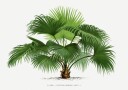 Livistona C Plakat / 21x30