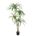 Mr Plant Dracena Palm 150 cm