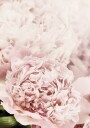 Soft Pink Peonies Close-Up Plakat Plakat / 70x100cm
