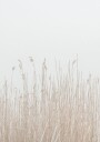 Grass In Fog Plakat Plakat / 100x150cm