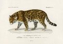 Jaguar panthera Onca Plakat / 50x70