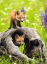 Ravensburger Puzzle Curious Foxes 300p