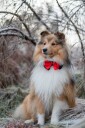 Sort Og Rød Krave Med Sløyfe Til Hund Til Små Og Store