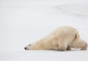 Peaceful Polar Bear Nap Plakat / 70x100