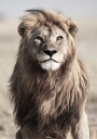 Majestic Lion Plakat Plakat / 21x30cm