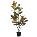 Mr Plant Figen Elastica 180 cm