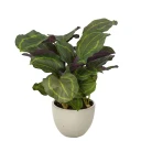 Mr Plant Calathea Potteplante 65 cm