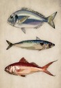 Trio of Ocean Life Plakat / 100x150cm