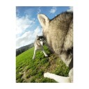 GoPro Fetch Dog Harness Mount