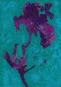 Purple Iris Plakat Plakat / 50x70cm