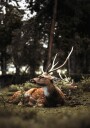 Deer In The Forest Plakat Plakat / 50x70cm