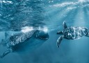 Whale Shark Turtle Swim Plakat / 50x70
