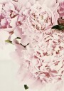 Soft Pink Peonies Plakat Plakat / 40x50cm
