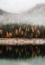 Foggy Autumn Forest Near the Lake Plakat Plakat / 70x100cm
