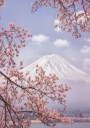 Mt.Fuji in the cherry blossoms Poster Plakat / 100x150cm