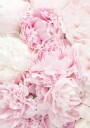 Pink Peony Dream Plakat Plakat / 40x50cm