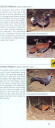 Birds of Thailand