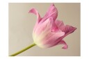Fototapet Pink Tulip 400x309 - Artgeist sp. z o. o.