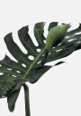 Monstera plante №1 Plakat Plakat / 50x70cm