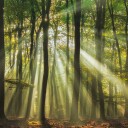 Misty Morning Sunlit Forest Plakat / 30x30